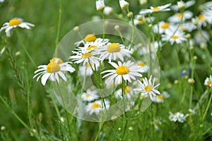 Scentless Mayweed - Tripleurospermum inodorum. Scentless false mayweed blossom  Tripleurospermum inodorum  with ligulate and