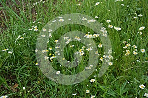 Scentless Mayweed - Tripleurospermum inodorum. Scentless false mayweed blossom  Tripleurospermum inodorum  with ligulate and