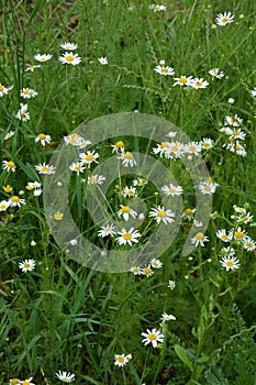 Scentless Mayweed - Tripleurospermum inodorum. Scentless false mayweed blossom  Tripleurospermum inodorum  with ligulate and