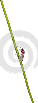 Scentless plant bug, Corizus hyoscyami, on poppy