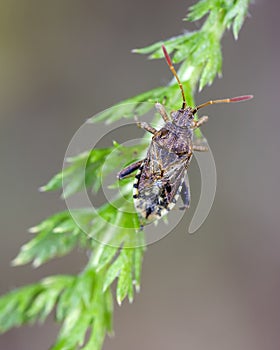 Scentless plant bug on grass
