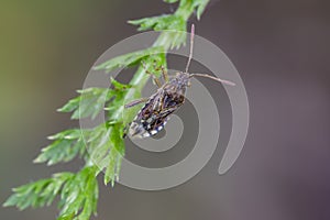Scentless plant bug on grass