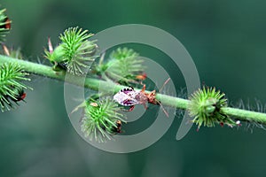 The scentless plant bug Rhopalus subrufus