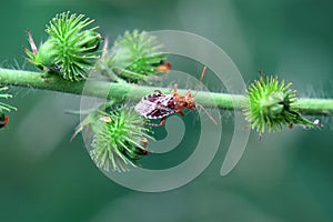 The scentless plant bug Rhopalus subrufus
