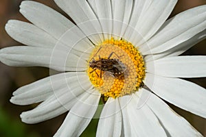 Scentless Plant Bug - Stictopleurus punctiventris