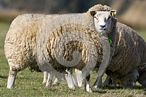 Schaap, Sheep