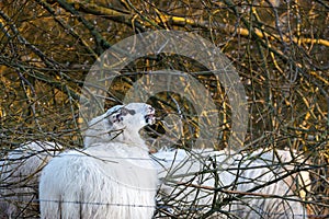 Schaf knabbert an Zweig