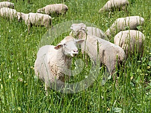 Schafe grasen auf der Weide photo