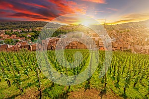 Schaffhausen Vineyard Terraces