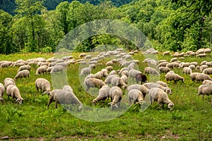 Herde aus schaf entlang tourismus bürgersteig 