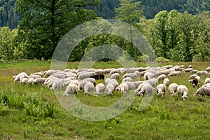 Flock of sheep along the long-distance hiking trail Neckarstei photo