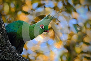 Schalow's Turaco, Tauraco schalowi