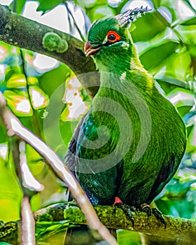 A Schalow Turaco