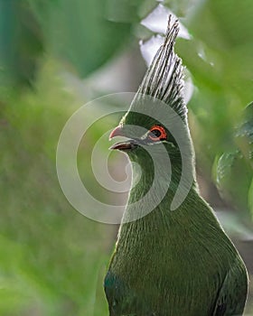 A Schalow turaco