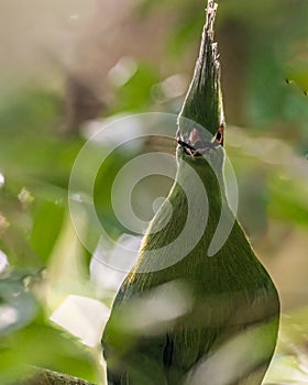 A Schalow Turaco