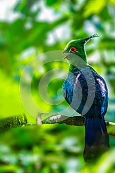 A Schalow Turaco