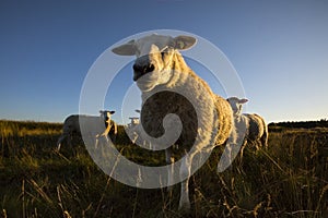 Schapen op de Holmers-Halkenbroek, Sheep on the Holmers-Halkenb