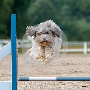 Schapendoes dog jumping over an agility hurdle