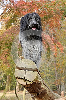 Schapendoes dog on large log
