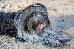 Schapendoes dog lying on ground