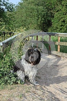 Schapendoes or Dutch Sheepdog