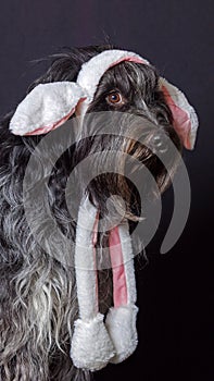 Schapendoes (Dutch Sheepdog)