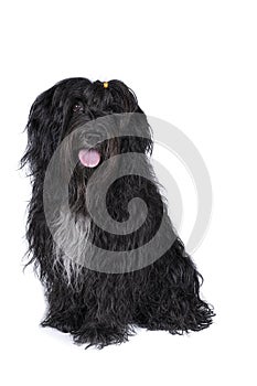 Schapendoes or Dutch Sheepdog isolated on a white background