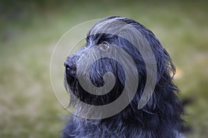 Schapendoes, Dutch Sheepdog portrait