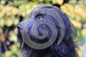 Schapendoes, Dutch Sheepdog portrait