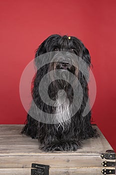 Schapendoes or Dutch Sheepdog sitting in a red background