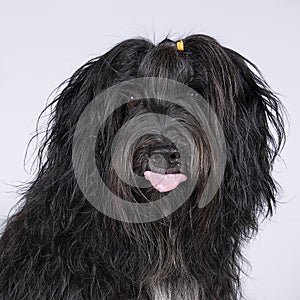 Schapendoes or Dutch Sheepdog sticking out her tongue isolated on a white background