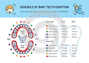 Schedule of Baby Teeth Eruption. Primary teeth, deciduous teeth. Childrens dentistry infographics Dental care photo