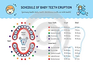 Schedule of Baby Teeth Eruption. Primary teeth, deciduous teeth. Childrens dentistry infographics Dental care