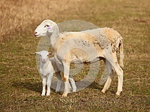 Scheep with lamb in a brown meadow