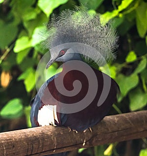 Scheepmaker`s crowned pigeon wildlife bird