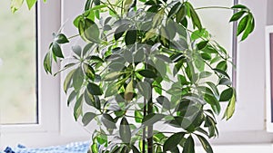 Scheffler\'s home plant stands near the window and its leaves move. leaves of house plant standing near the window