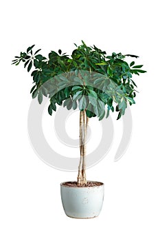 Schefflera