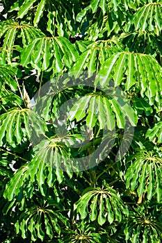 Schefflera actinophylla