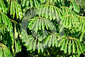 Schefflera actinophylla