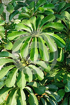 Schefflera actinophylla