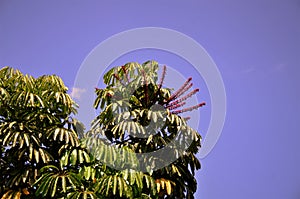 Schefflera actinophylla with flowers on sunny day