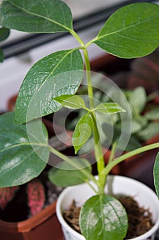 Schefflera actinophylla growing as indoor plant