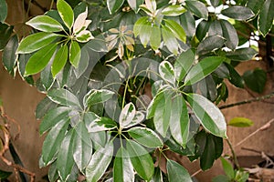 Schefflera actinophylla plant