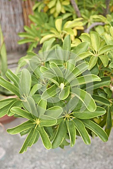 Schefflera actinophylla shrub