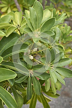 Schefflera actinophylla shrub