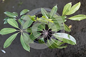 Schefflera actinophylla Starleaf Umbrella Tree