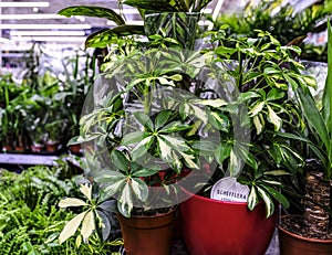 Schefflera actinophylla or umbrella tree yellow and green leaves close-up. Sale in the store. Selective focus