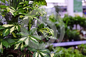 Schefflera actinophylla or umbrella tree yellow and green leaves close-up. Sale in the store. Selective focus