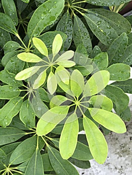 Schefflera arboricola.