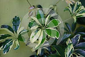 Schefflera arboricola (also known as dwarf umbrella tree) with green and yellow leaves in the backyard.